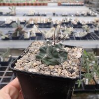 Echinocereus triglochidiatus SB 201  (dw)