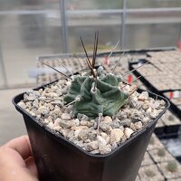 Echinocereus triglochidiatus SB 201  (dw)