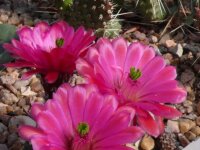 Echinocereus triglochidiatus f. inermis Panayoti (dw)