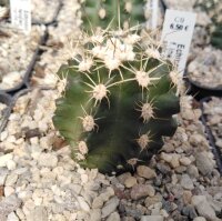 Echinocereus triglochidiatus f. inermis Panayoti (dw)