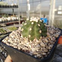 Echinocereus triglochidiatus f. inermis Panayoti (dw)