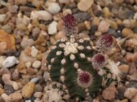 Echinocereus triglochidiatus f. inermis Panayoti (dw)
