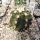 Echinocereus triglochidiatus f. inermis Panayoti (dw)
