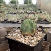 Echinocereus triglochidiatus HK 374   (dw)