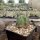 Echinocereus triglochidiatus HK 374   (dw)