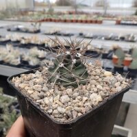 Echinocereus triglochidiatus v. gonacanthus LZ 770  (dw)