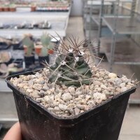 Echinocereus triglochidiatus v. gonacanthus LZ 770  (dw)
