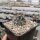 Echinocereus triglochidiatus v. gonacanthus LZ 770  (dw)