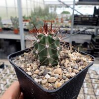 Echinocereus triglochidiatus v. gurneyi HK 1064  (dw)