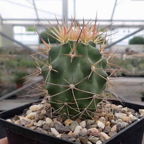 Echinocereus triglochidiatus v. mojavensis (dw)