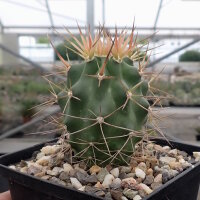Echinocereus triglochidiatus v. mojavensis (dw)