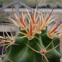 Echinocereus triglochidiatus v. mojavensis (dw)