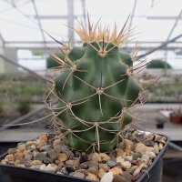 Echinocereus triglochidiatus v. mojavensis (dw)