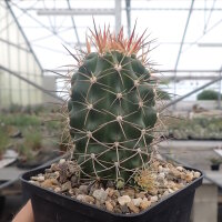 Echinocereus triglochidiatus v. mojavensis (dw)