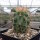 Echinocereus triglochidiatus v. mojavensis (dw)