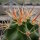 Echinocereus triglochidiatus v. mojavensis (dw)