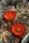 Echinocereus triglochidiatus v. mojavensis (dw)
