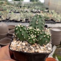 Echinocereus triglochidiatus v. mojavensis f. inermis (dw)