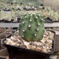 Echinocereus triglochidiatus v. mojavensis f. inermis (dw)