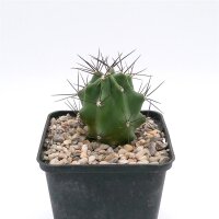Echinocereus coccineus v. paucispinus, Nest Creek (dw)