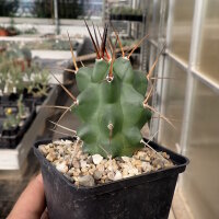 Echinocereus triglochidiatus HK 1040 Manzano, Torrance...