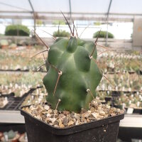 Echinocereus triglochidiatus HK 1040 Manzano, Torrance...