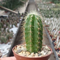 Echinocereus viereckii