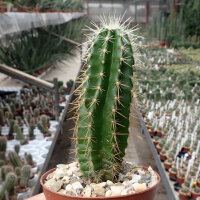 Echinocereus viereckii