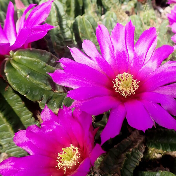 Echinocereus viereckii ssp. morricalii