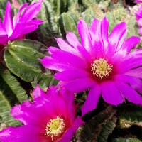Echinocereus viereckii ssp. morricalii