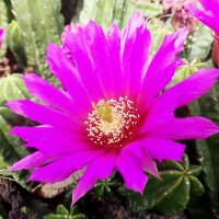 Echinocereus viereckii ssp. morricalii