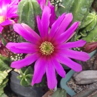 Echinocereus viereckii ssp. morricalii