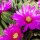 Echinocereus viereckii ssp. morricalii