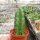 Echinocereus viereckii ssp. morricalii