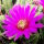 Echinocereus viereckii ssp. morricalii