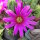 Echinocereus viereckii ssp. morricalii