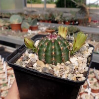 Echinocereus viridiflorus (dw)