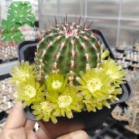 Echinocereus viridiflorus (dw)