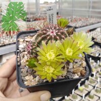 Echinocereus viridiflorus (dw)