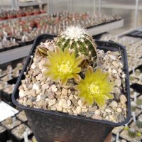 Echinocereus viridiflorus (dw)