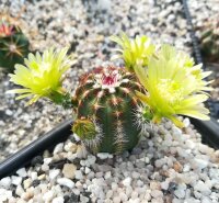 Echinocereus viridiflorus (dw)