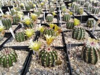 Echinocereus viridiflorus (dw)