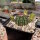 Echinocereus viridiflorus (dw)