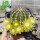 Echinocereus viridiflorus (dw)
