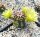 Echinocereus viridiflorus (dw)