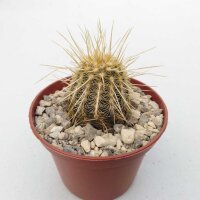 Echinocereus viridiflorus ssp. chloranthus