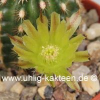 Echinocereus viridiflorus ssp. chloranthus