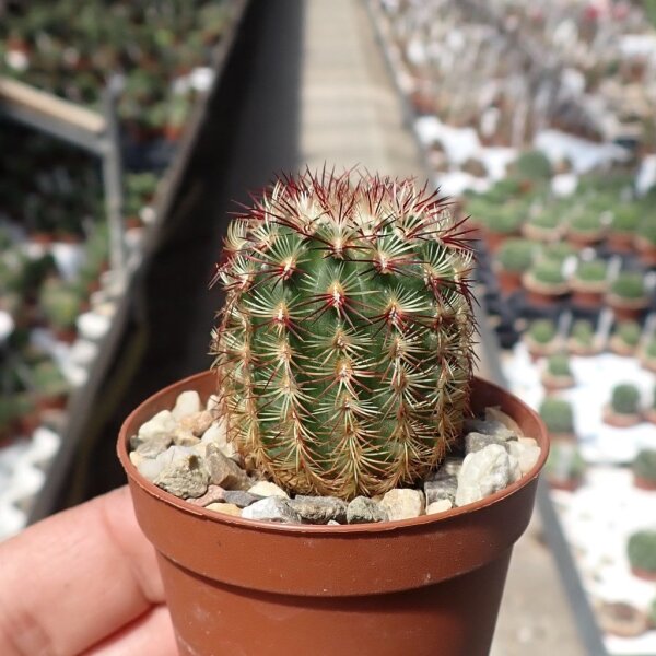 Echinocereus viridiflorus ssp. chloranthus Dona Ana, New Mexico, USA