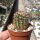 Echinocereus viridiflorus ssp. chloranthus Dona Ana, New Mexico, USA