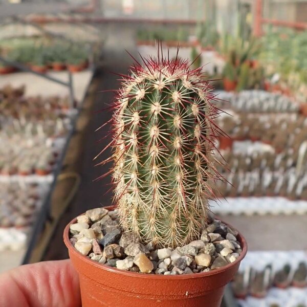 Echinocereus viridiflorus ssp. cylindricus